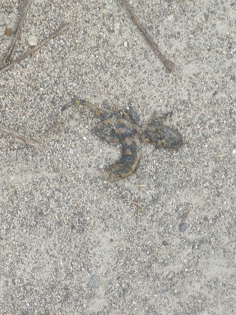 Salamandra pezzata  - Guido Tellini Florenzano
