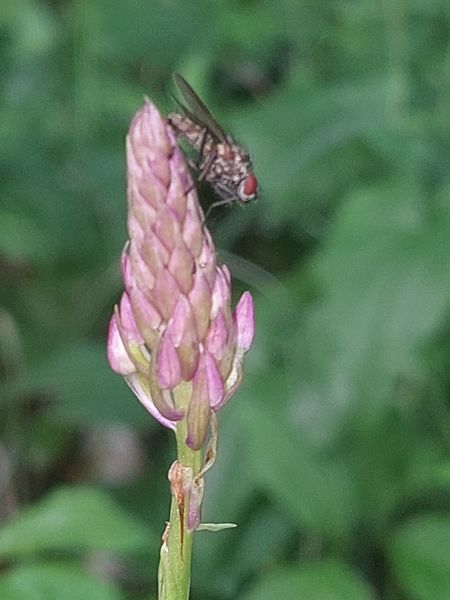 Anacamptis pyramidalis  - Bernard Sonnerat