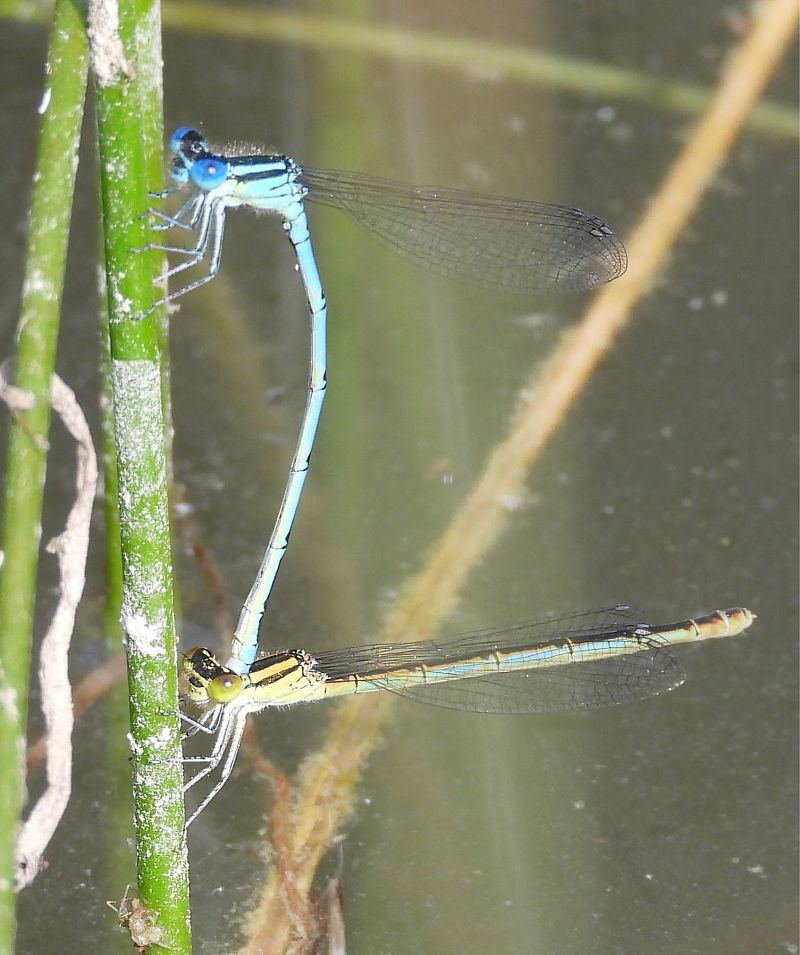 Enallagma cyathigerum  - Agustín Rivas