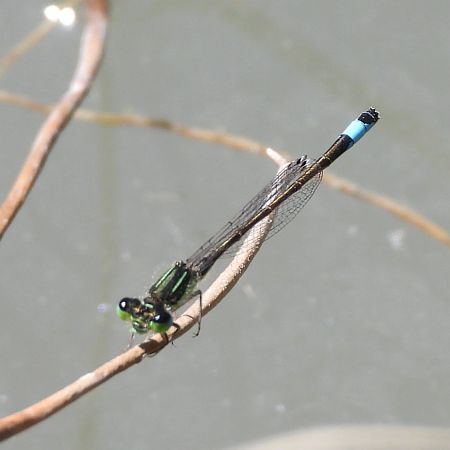 Ischnura graellsii  - Agustín Rivas