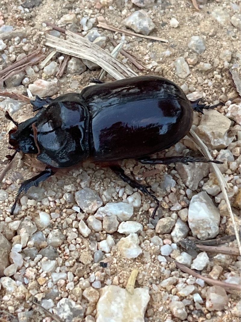 Oryctes nasicornis  - Carlos Alvarez-Cros