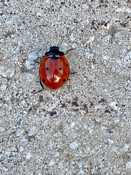 Coccinella septempunctata  - Maria Rita Gelso