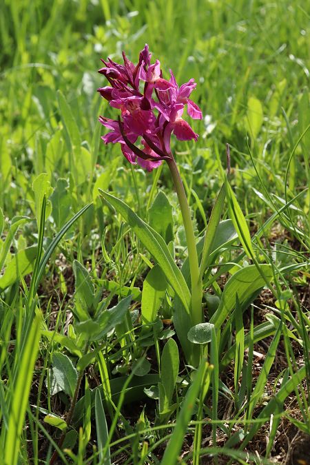 Dactylorhiza sambucina f. rubra  - Gerard Guillouard