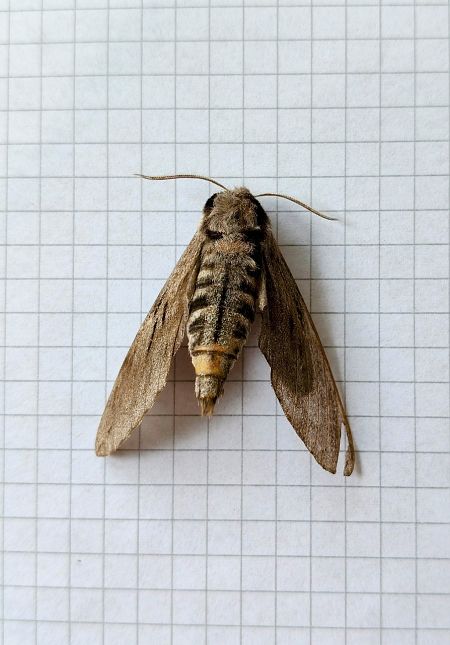 Heterocera sp.  - Massimino Luigi Brigo
