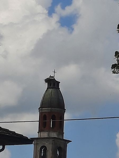 Cicogna bianca  - Bassano Riboni