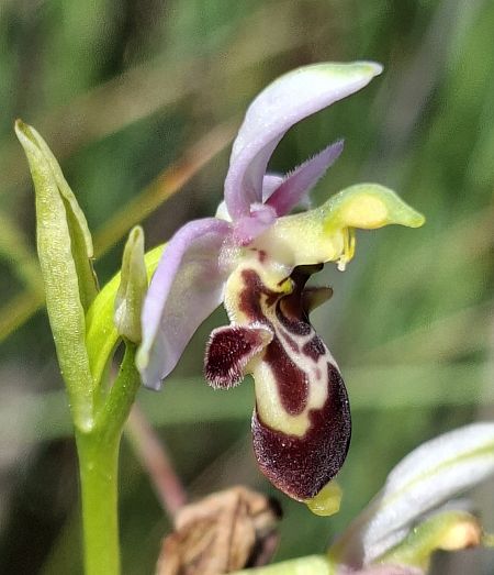 Ophrys picta 