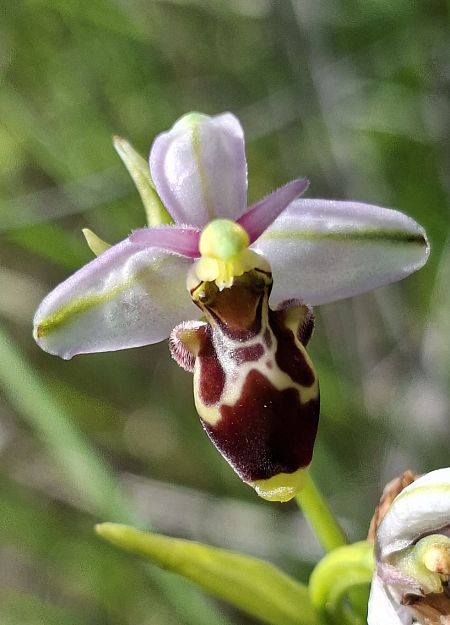 Ophrys picta 