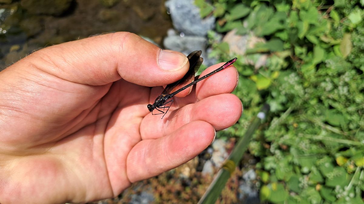 Calopteryx haemorrhoidalis  - Roberto Fabbri