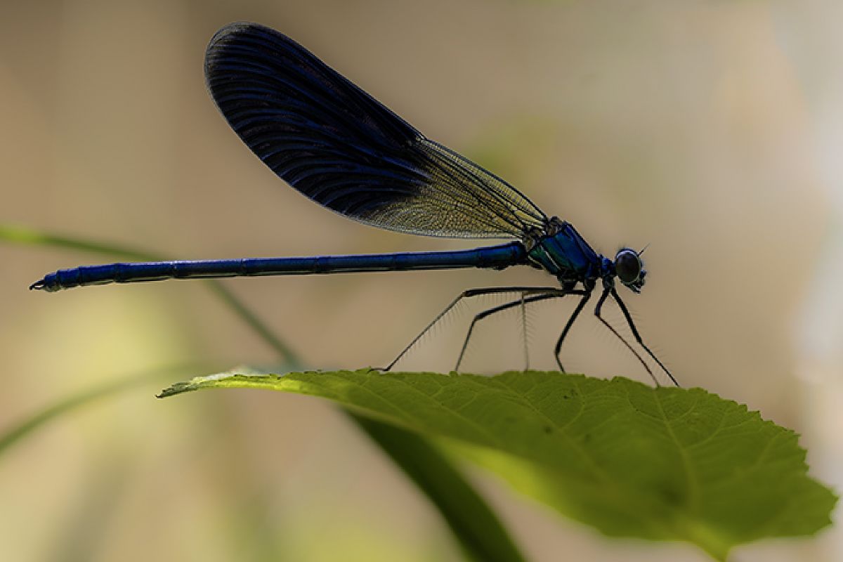Calopteryx virgo  - Paola Bressan