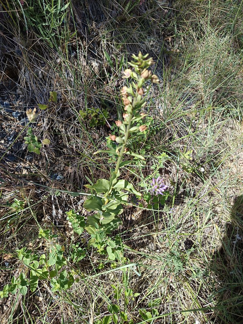 Epipactis helleborine subsp. tremolsii  - Antoni Sunyer