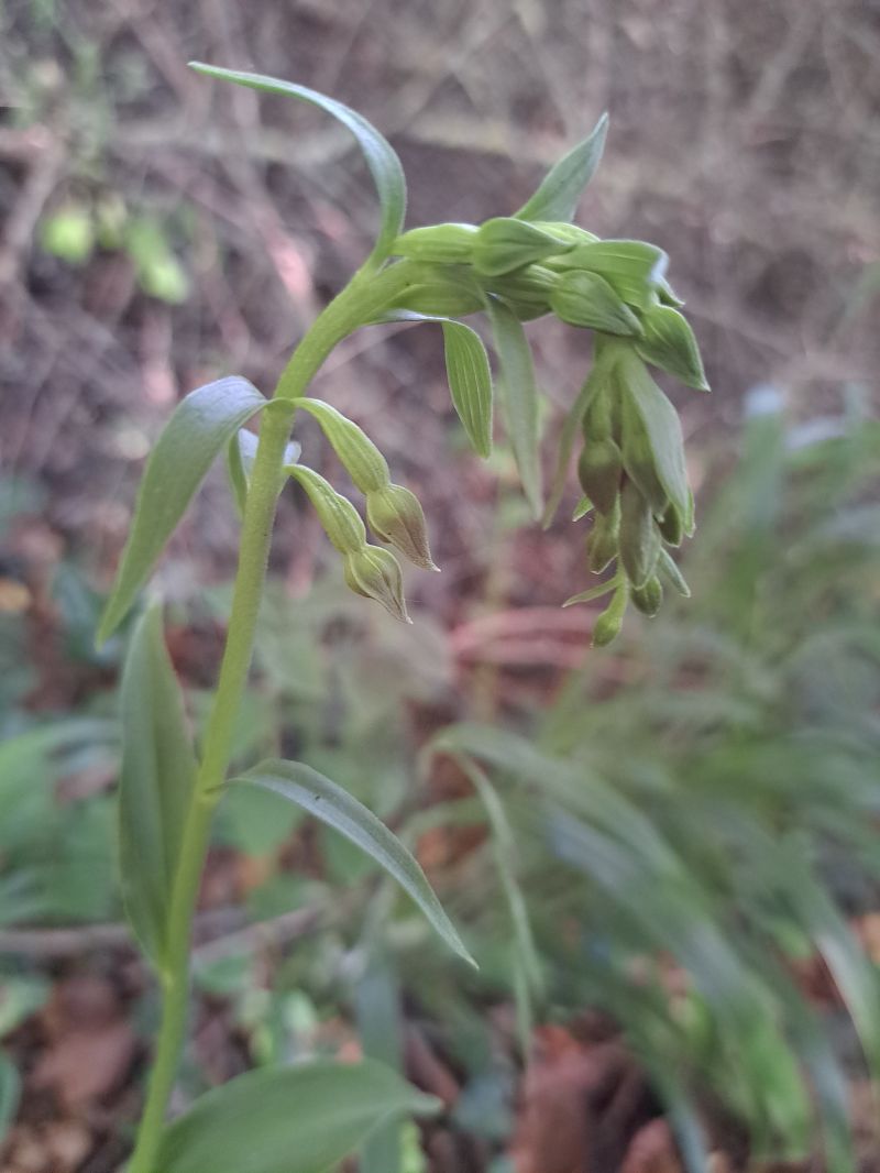 Epipactis fageticola  - Emmanuel Cosson