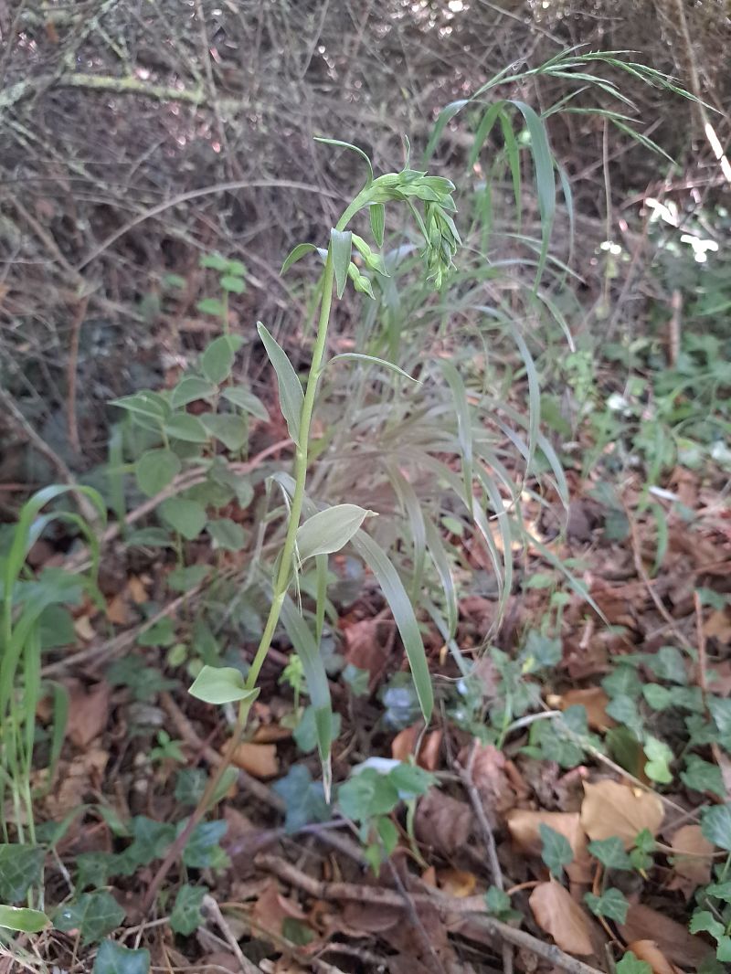 Epipactis fageticola  - Emmanuel Cosson