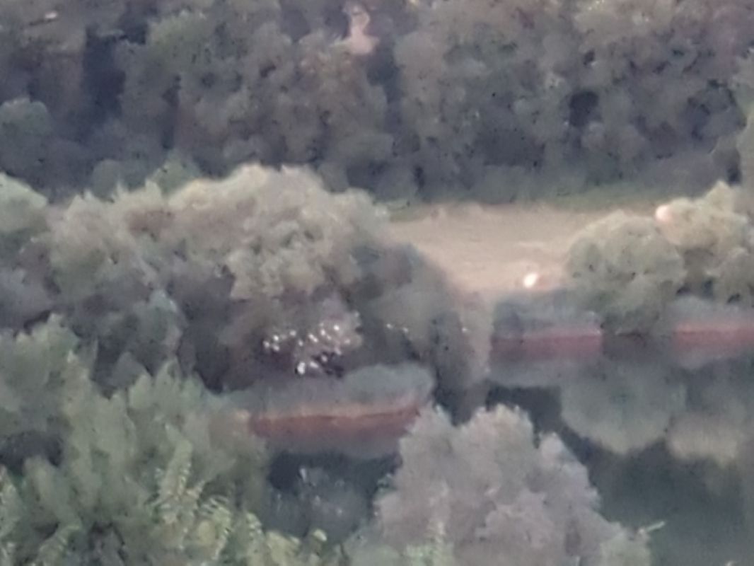 Airone guardabuoi  - Stefano Sarrocco (RL)
