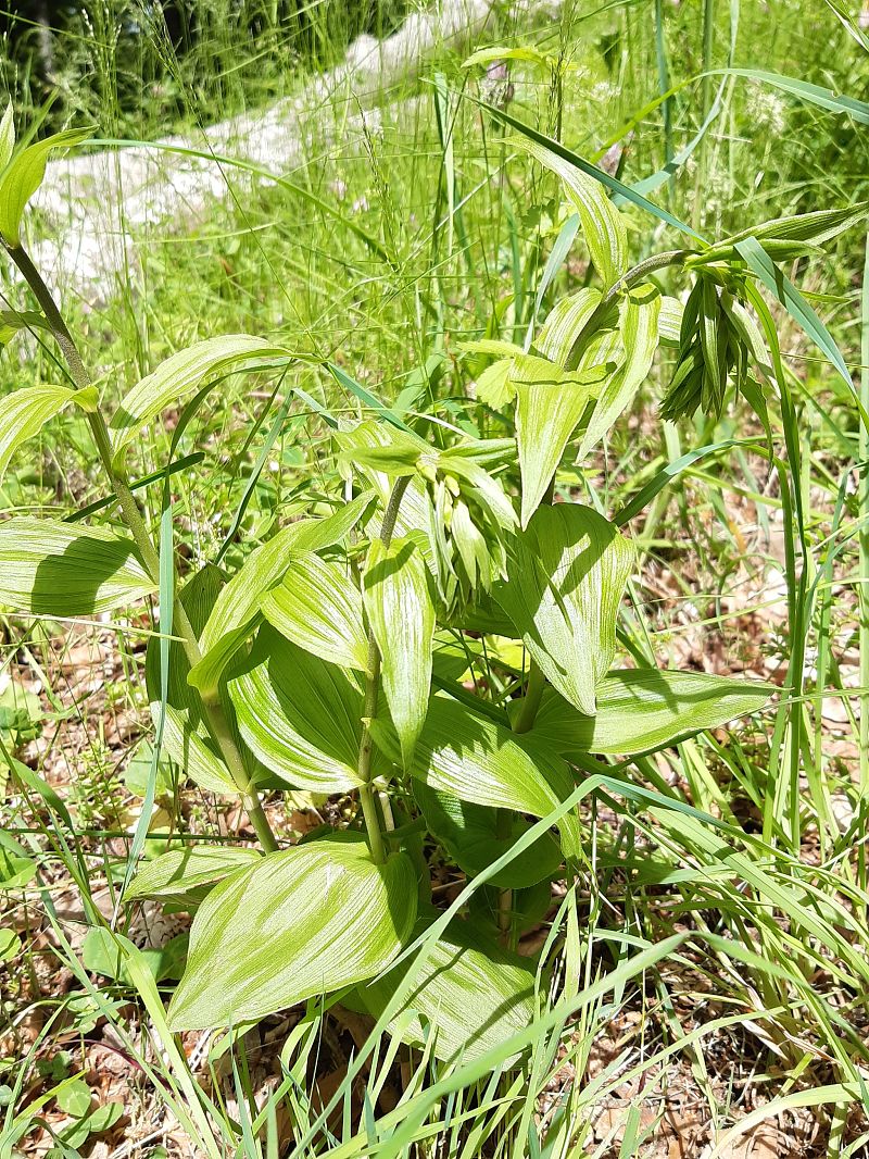 Epipactis helleborine  - Françoise Peyrissat