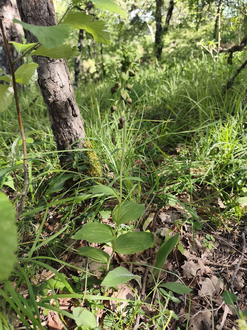 Epipactis helleborine subsp. tremolsii  - Richard Fay