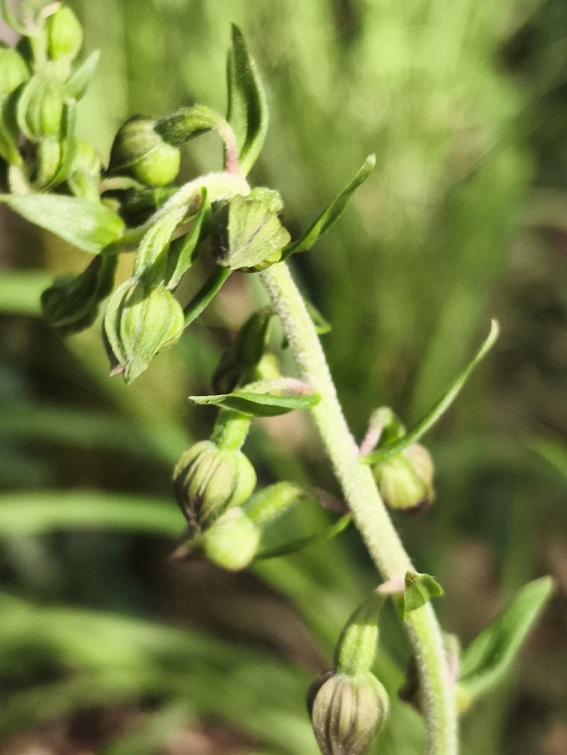 Epipactis helleborine subsp. tremolsii  - Richard Fay