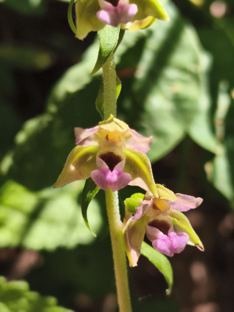 Epipactis helleborine subsp. tremolsii  - Richard Fay