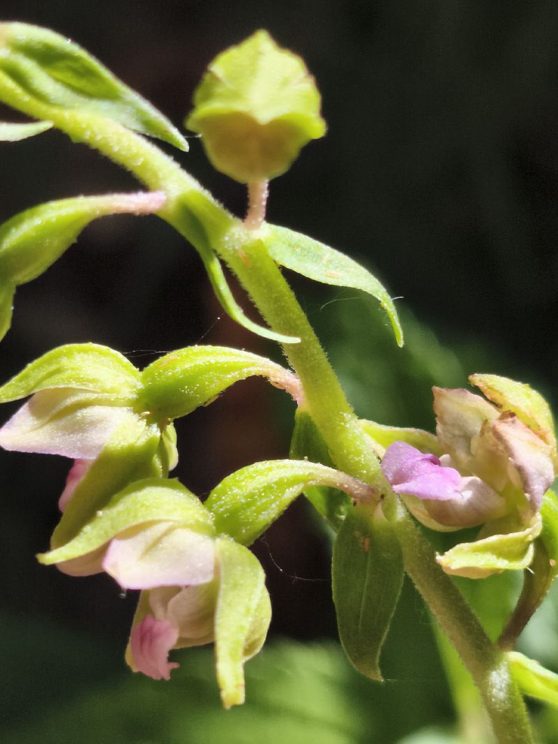 Epipactis helleborine subsp. tremolsii  - Richard Fay