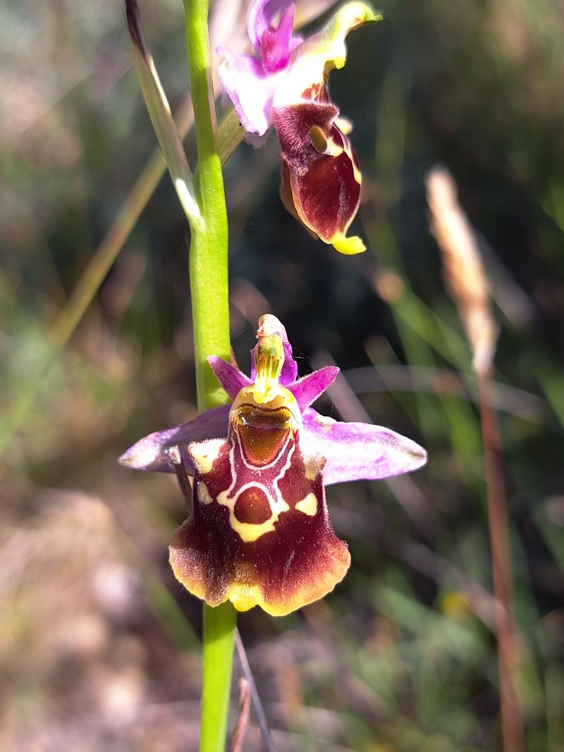 Ophrys fuciflora subsp. souchei  - Emmanuel Cosson
