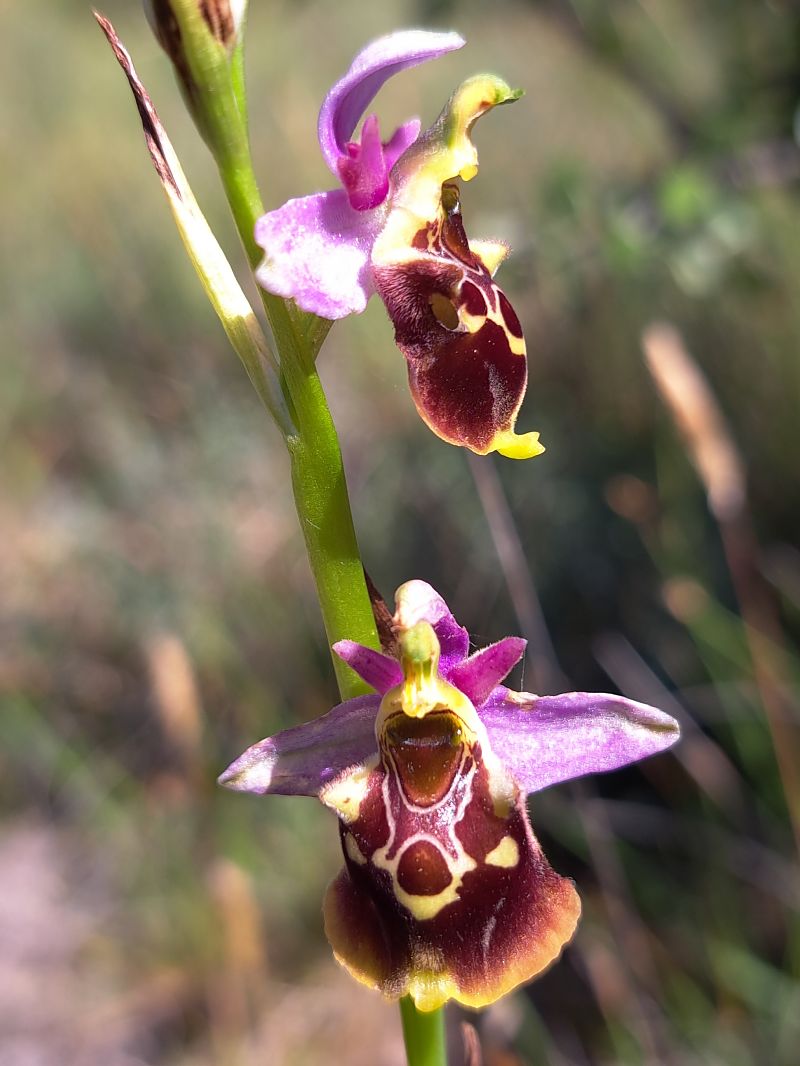 Ophrys fuciflora subsp. souchei  - Emmanuel Cosson