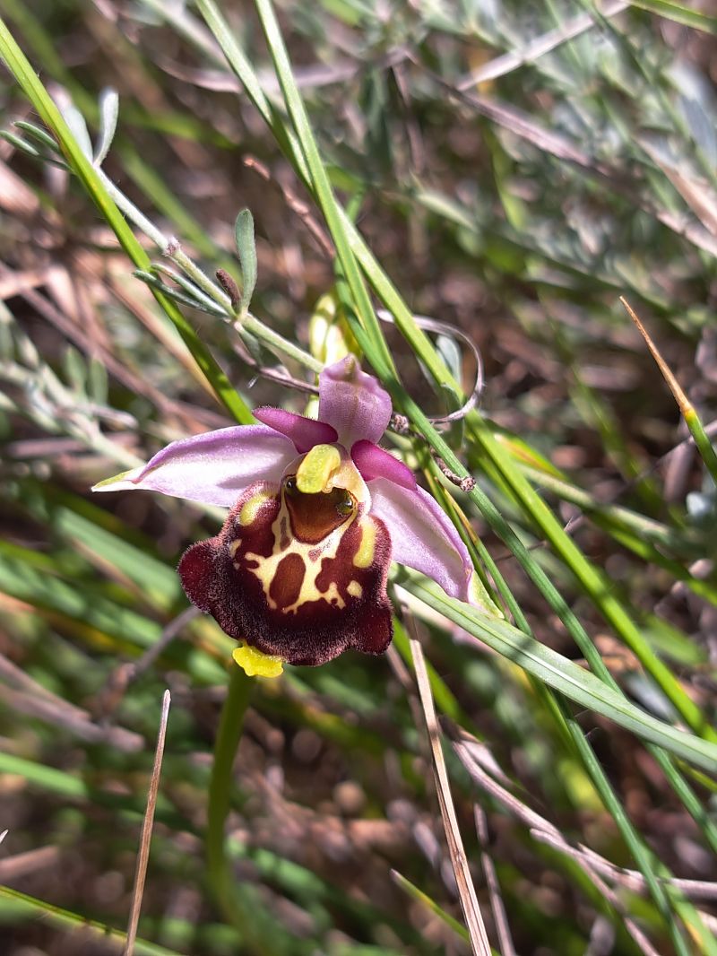 Ophrys fuciflora subsp. souchei  - Emmanuel Cosson