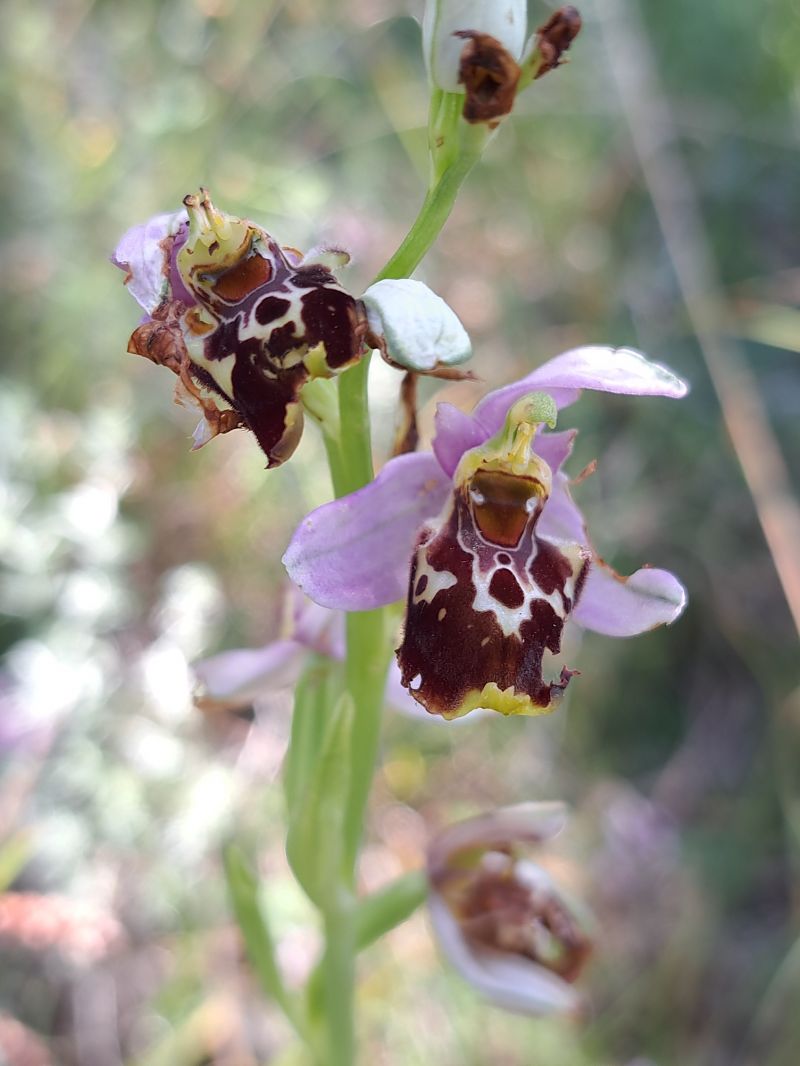 Ophrys fuciflora subsp. souchei  - Emmanuel Cosson