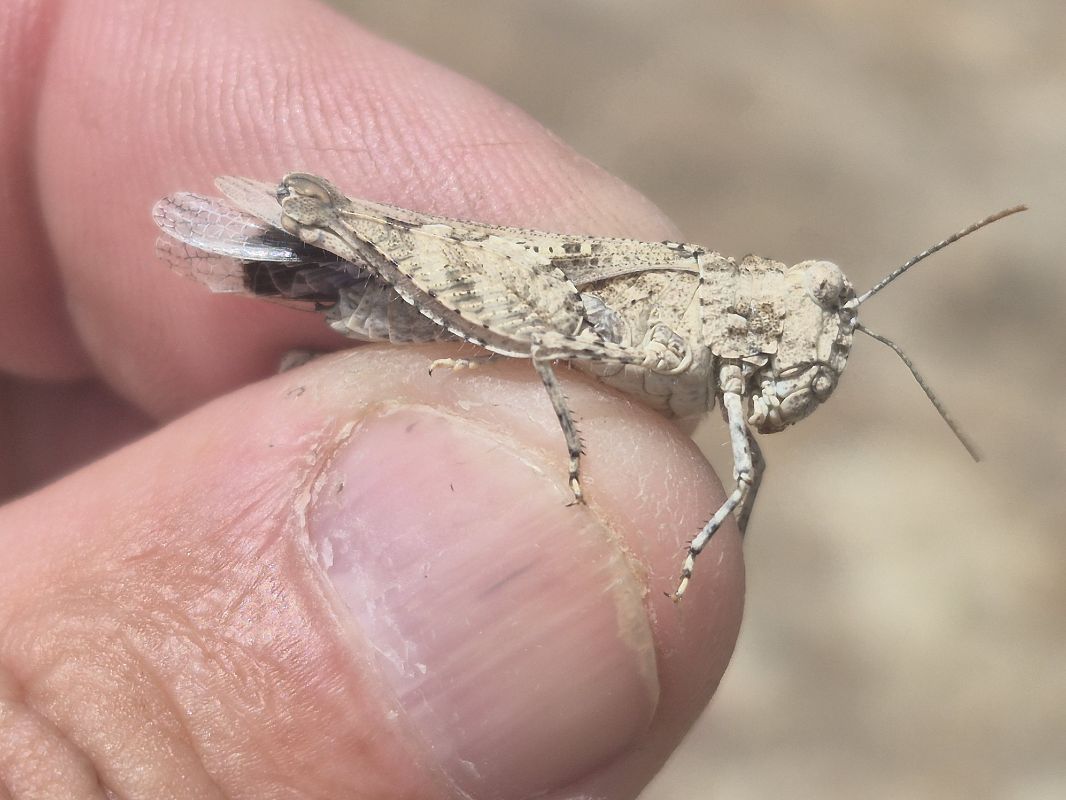 Oedipoda charpentieri  - César Piñol Baena