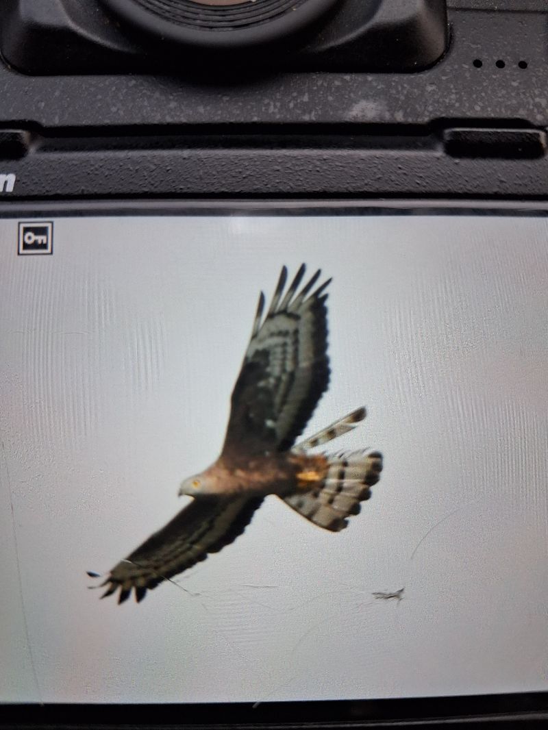 Falco pecchiaiolo  - Levi Simone