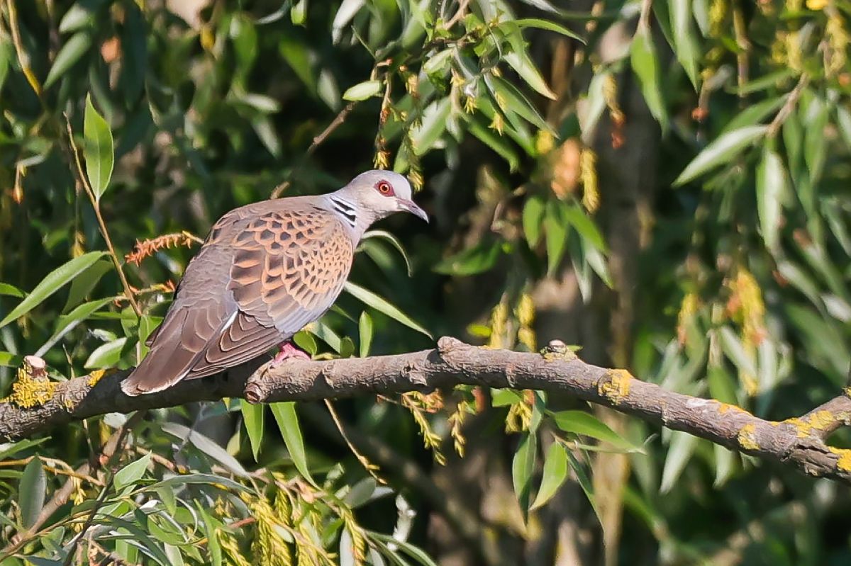 Tortora selvatica  - Tommaso Bonora