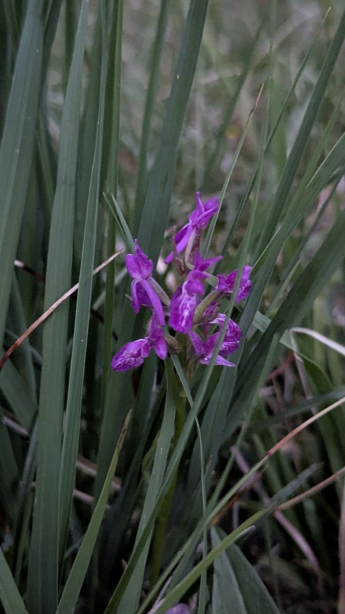 Dactylorhiza parvimajalis 
