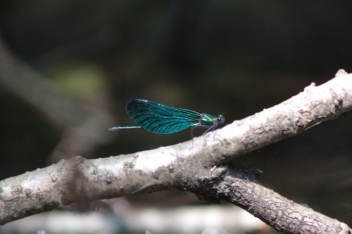 Calopteryx virgo  - Marco Cazzola