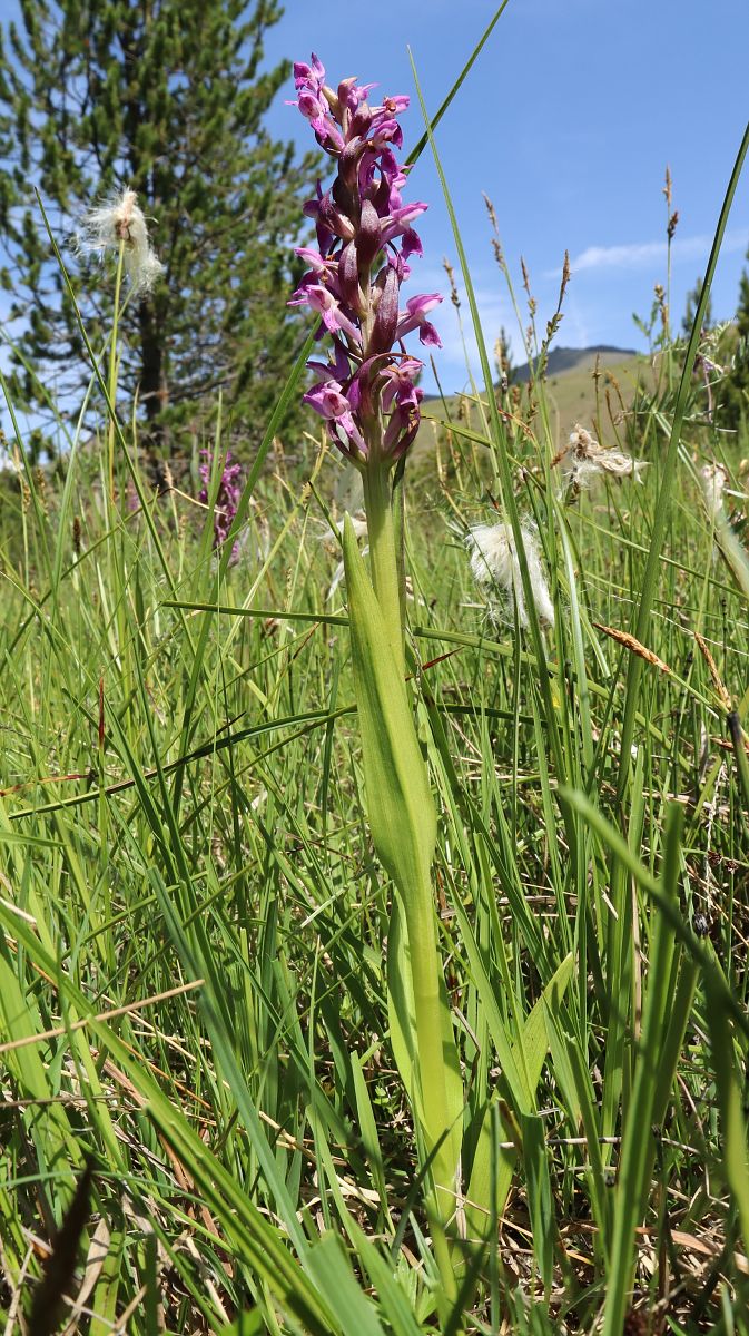 Dactylorhiza incarnata  - Gerard Guillouard