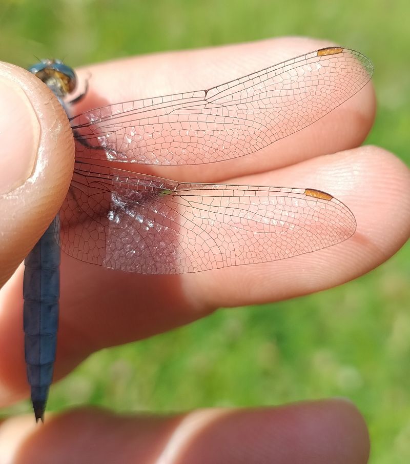 Orthetrum brunneum  - Battisti Andrea