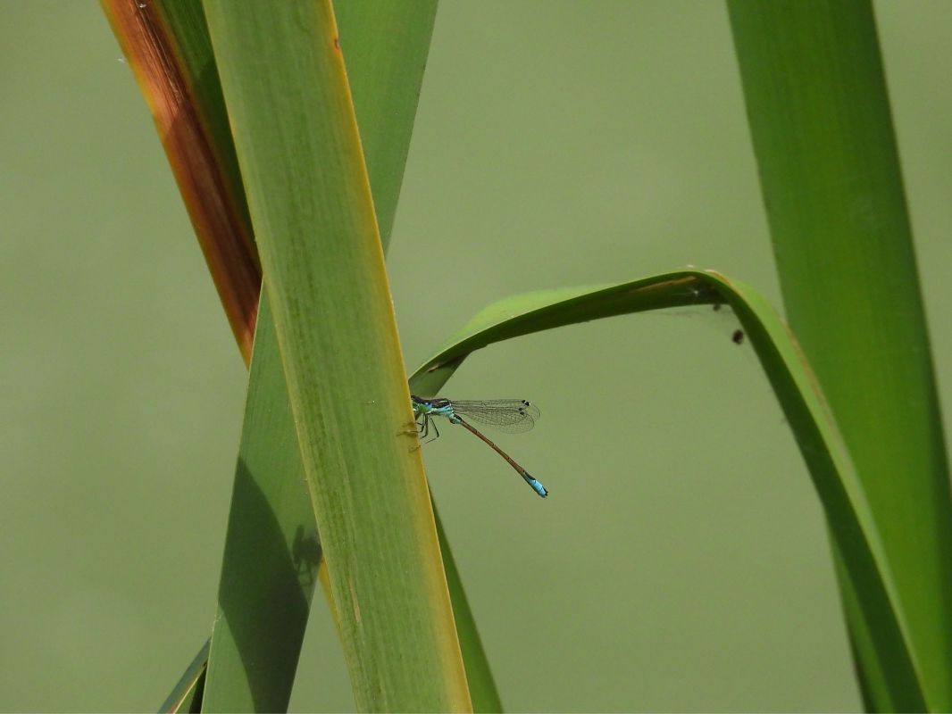 Ischnura graellsii  - Agustín Rivas