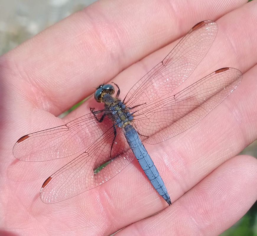 Orthetrum coerulescens  - Battisti Andrea