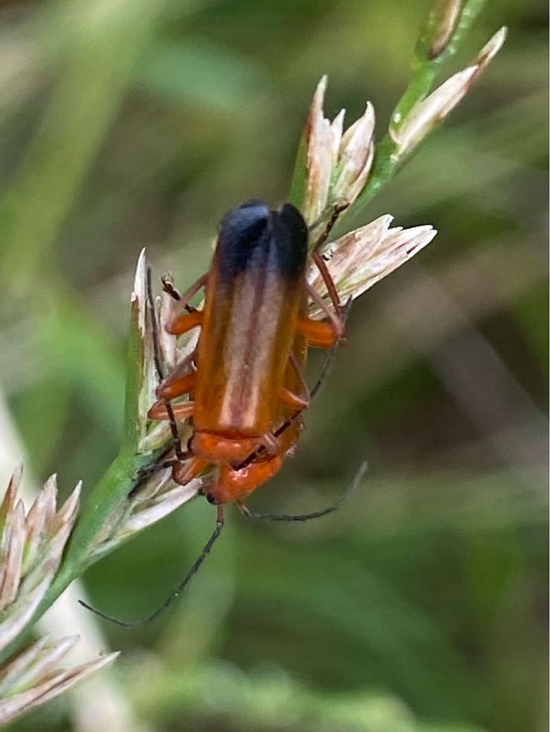 Rhagonycha fulva  - Maria Rita Gelso