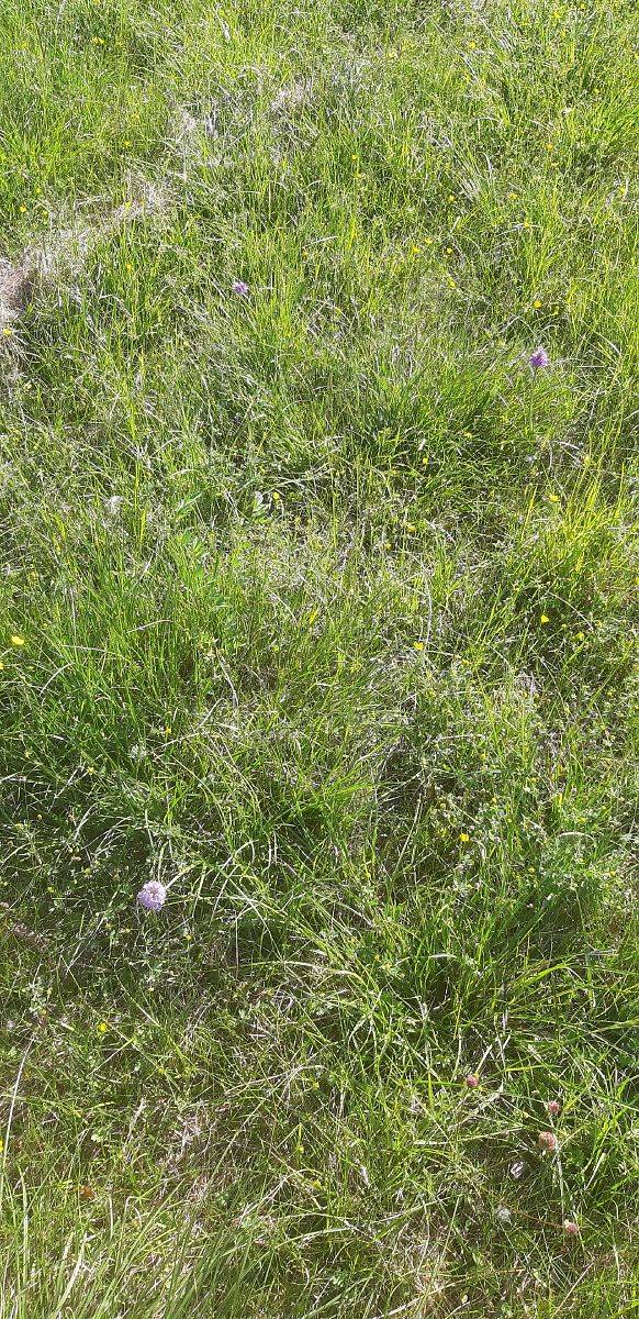 Neotinea tridentata  - Michele Toniutti (FVG)