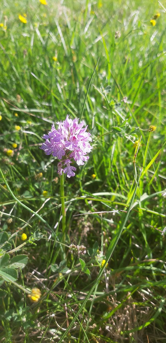 Neotinea tridentata  - Michele Toniutti (FVG)