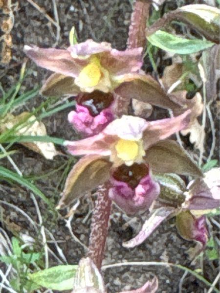 Epipactis helleborine subsp. tremolsii  - Toni Aguilera