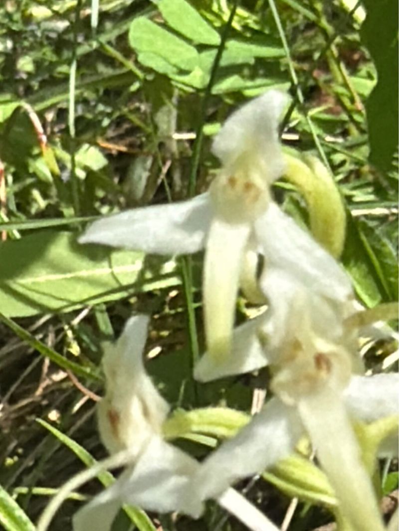 Platanthera bifolia  - David Vilasís Boix