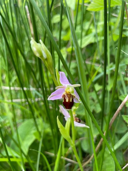 Ophrys apifera var. aurita  - Arthur Léonard