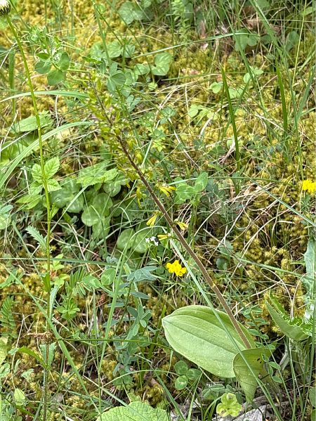 Neottia ovata  - Toni Aguilera