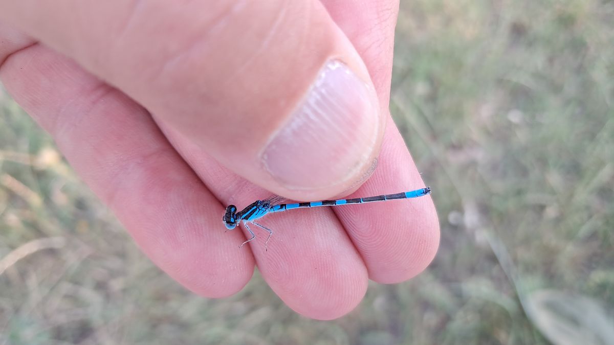 Coenagrion scitulum  - Roberto Fabbri