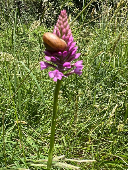 Anacamptis pyramidalis  - Olivier Chevillon