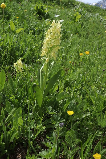 Dactylorhiza sambucina  - Gerard Guillouard