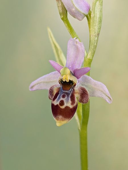 Ophrys santonica  - Delarbre Sébastien