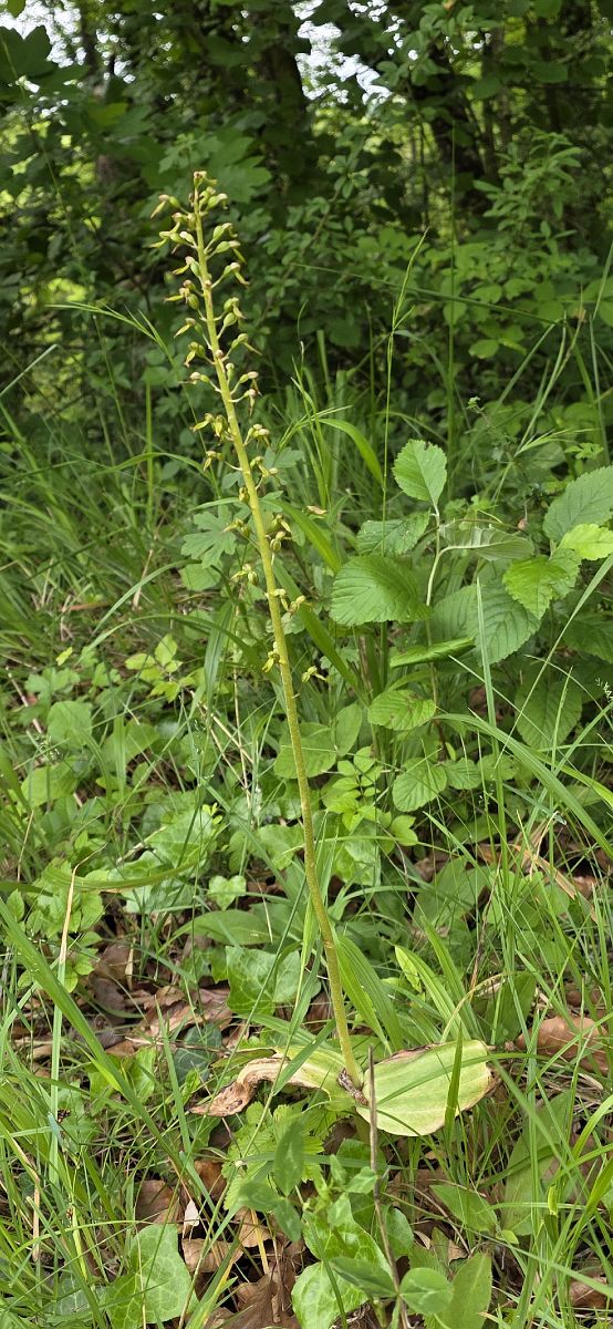 Listera ovata  - Michel Robin