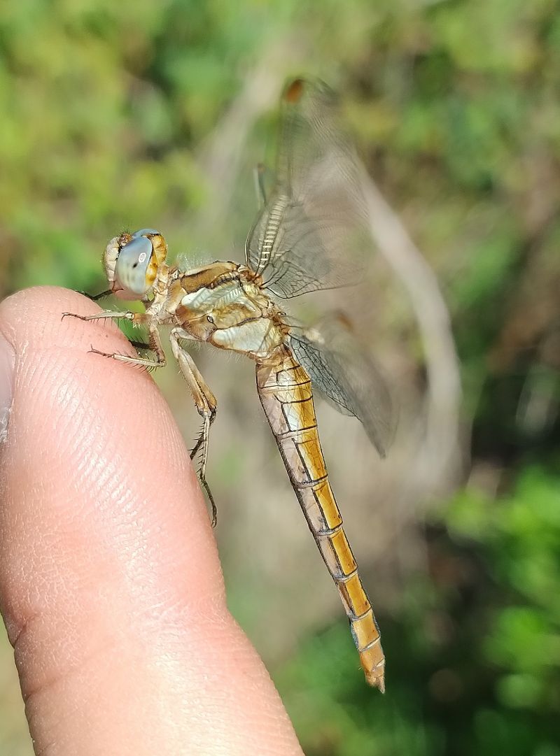 Orthetrum brunneum  - Battisti Andrea