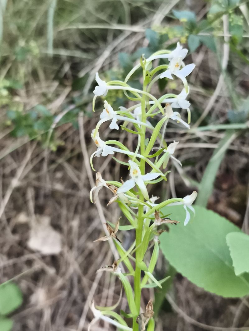 Platanthera muelleri  - Richard Fay