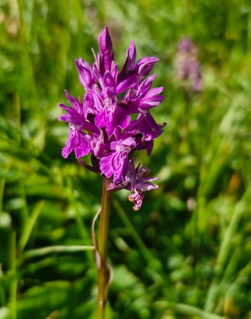 Dactylorhiza traunsteineri  - Laurent Bignon